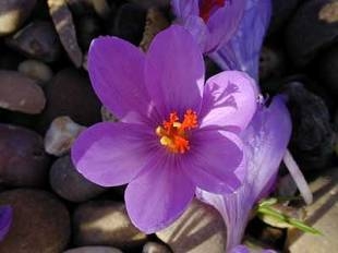 Crocus medius