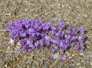 Crocus medius