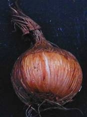 Crocus medius