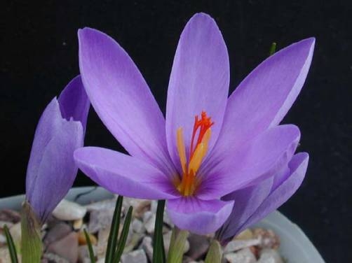 Crocus medius