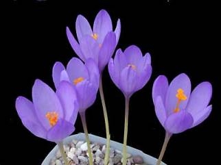 Crocus nudiflorus