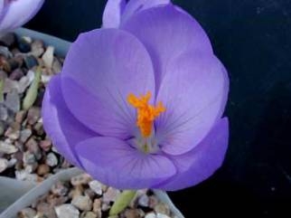Crocus nudiflorus