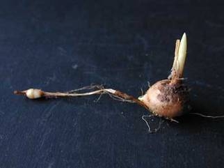 Crocus nudiflorus