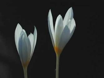 Crocus ochroleucus