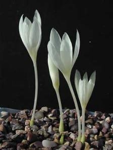 Crocus ochroleucus