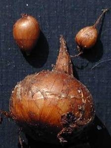 Crocus ochroleucus