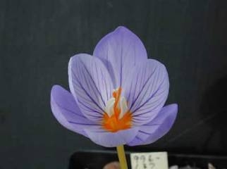 Crocus pulchellus