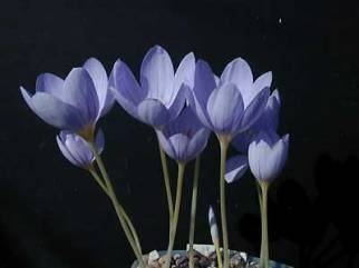 Crocus pulchellus