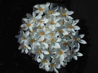 Crocus pulchellus