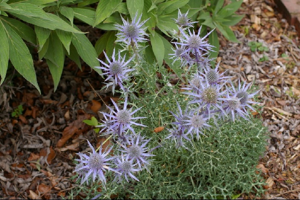 Eryngium alpinum 'Picos Amethyst'
