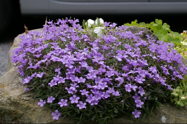 Campanula x wockii 'Puck'