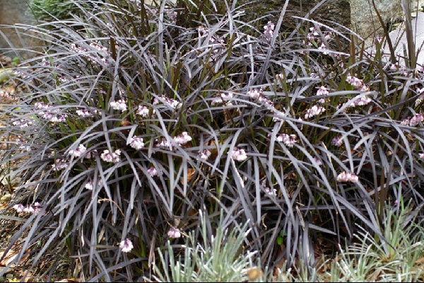 Ophiopgon planiscapus 'Nigrescens'