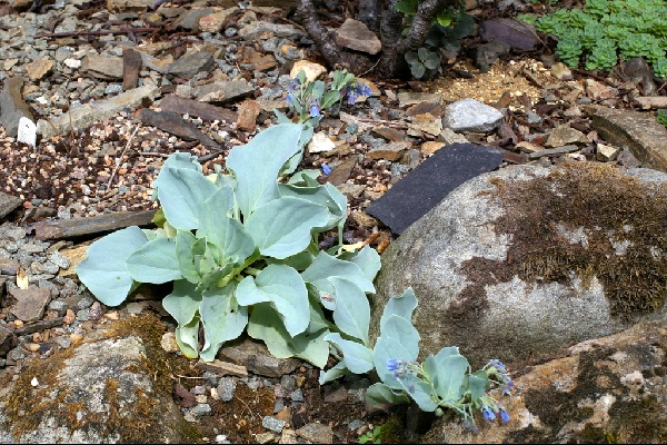 Mertensia maritima