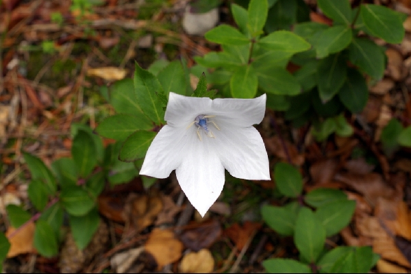 Platycodon grandiflorus subsp. mariesii 'Albus'