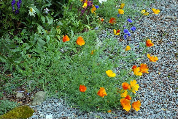 Escholtzia californica