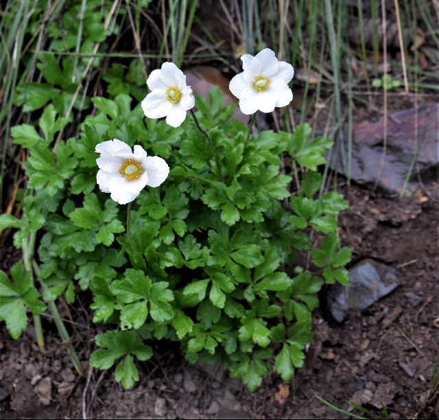 Anemone sylvestris