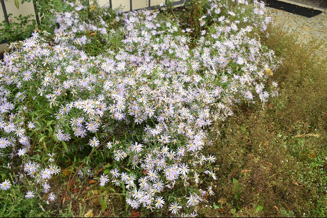 Aster pyrenaeus 'Lutetia'