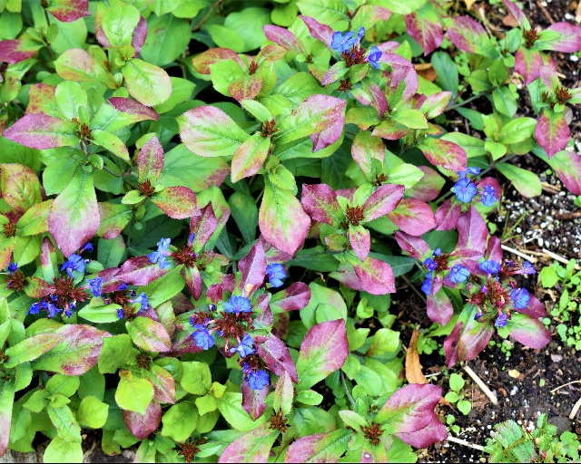 Ceratostigma willmottianum