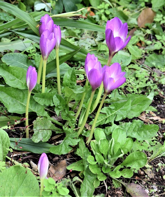 Colchicum 'Rosy Dawn'