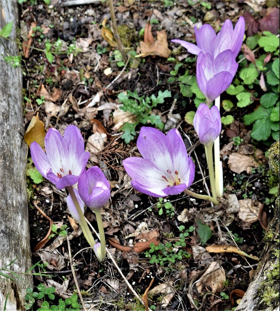 Colchicum 'The Giant'