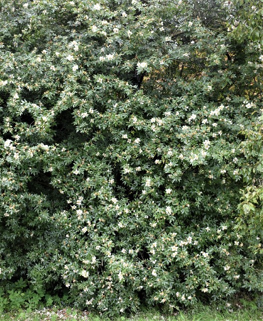 Eucryphia glutinosa