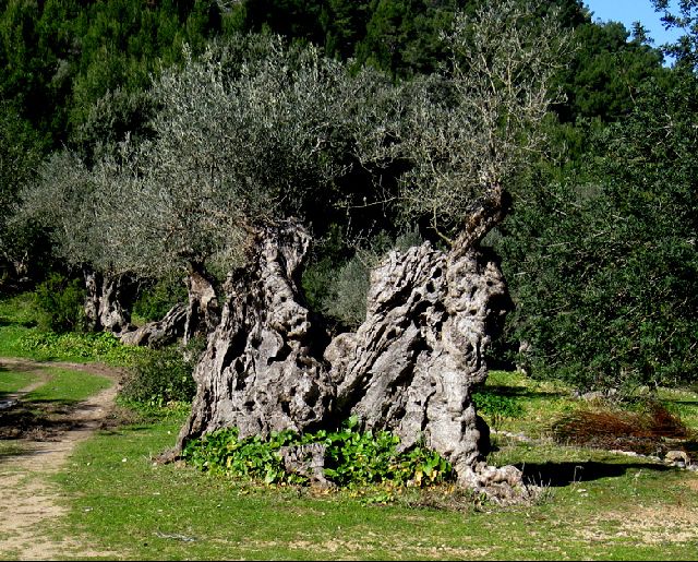 Olive groves