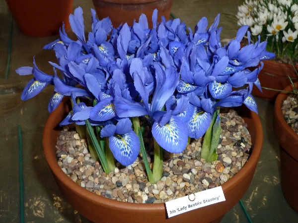 Iris histrioides 'Lady Beatrix Stanley' syn. Iris 'Lady Beatrix