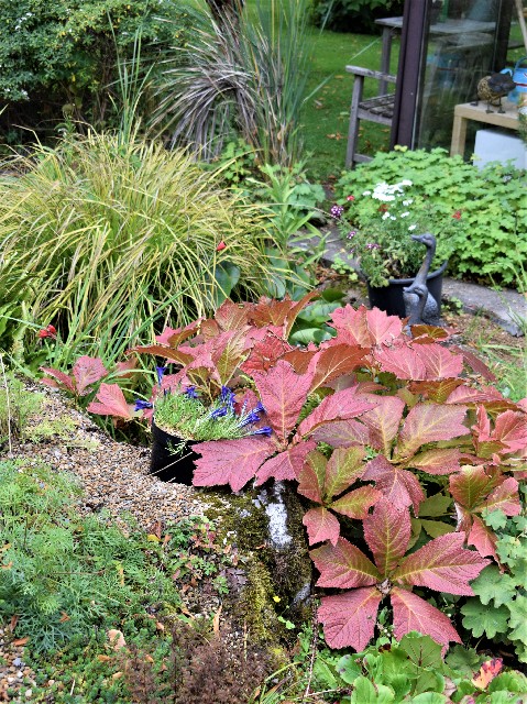 Rodgersia aesculifolia