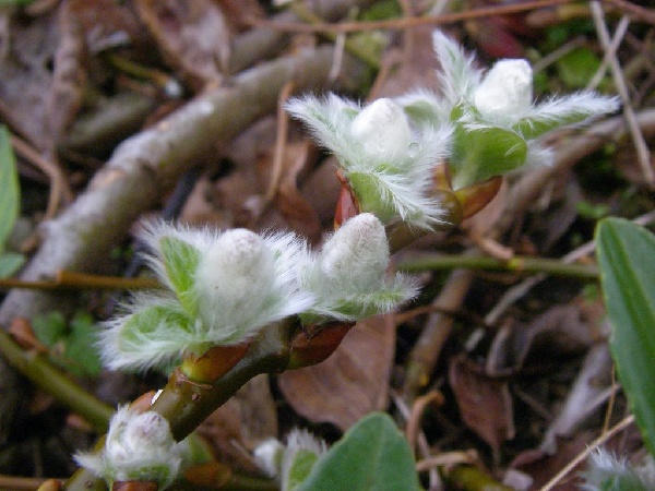 Salix yesoalpina