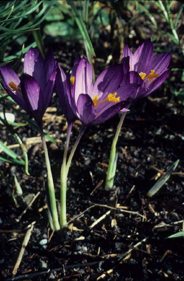 Crocus nudiflorus