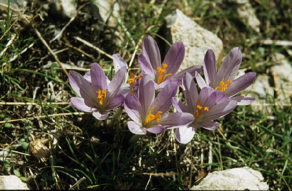 Crocus nudiflorus