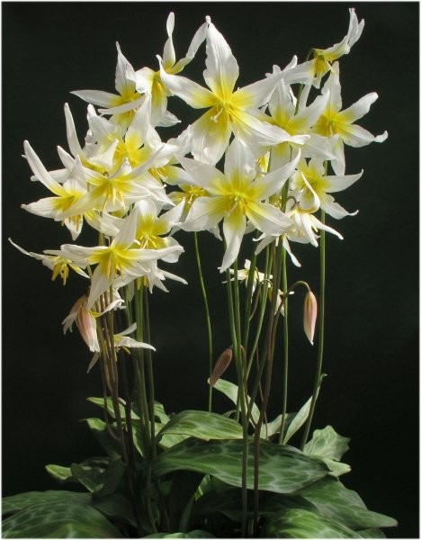Erythronium helenae - Plant Portraits - Alpine Garden Society