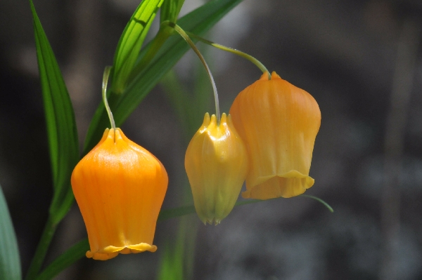 Sandersonia aurantiaca