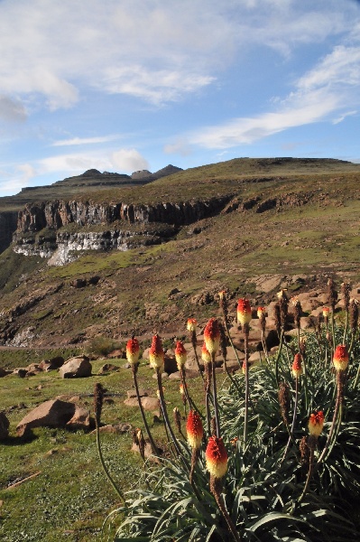 Kniphofia caulescens