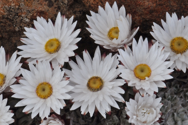 Helichrysum  milfordiae