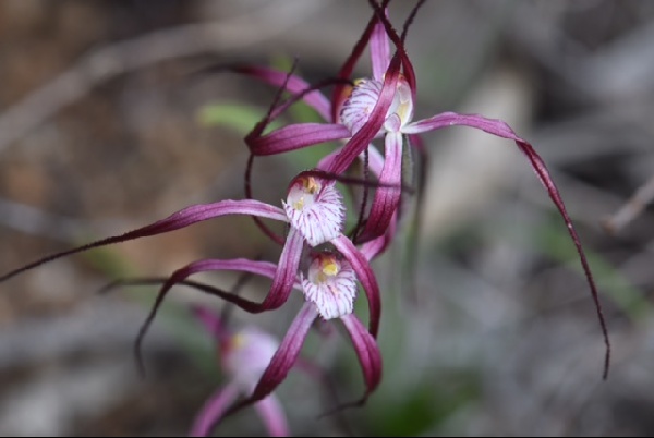 Caladenia sp.