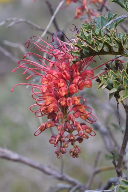 Grevillea bipinnatifida