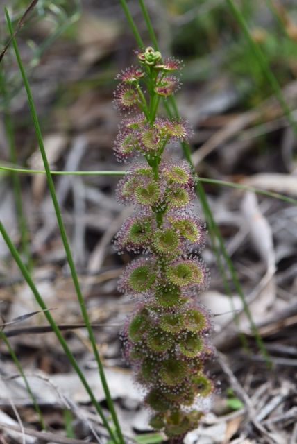 Drosera macrantha