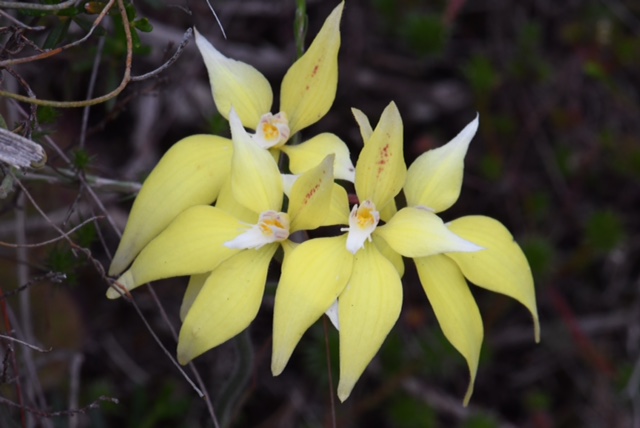 Caladenia flava