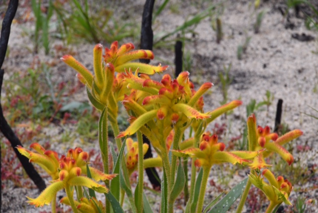 Anigozanthos humilis