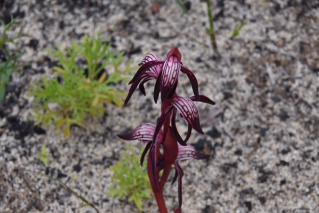 Pyrorchis sp.