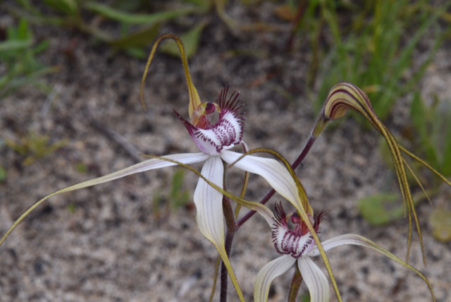 Caladenia sp.