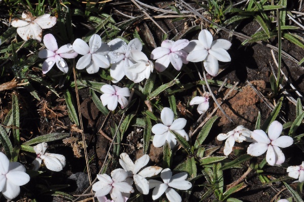 Rhodohypoxis baurii