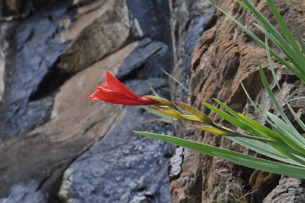 Gladiolus flanaganii