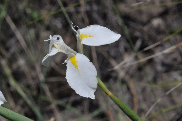 Moraea albicuspa