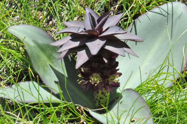 Eucomis schijffi