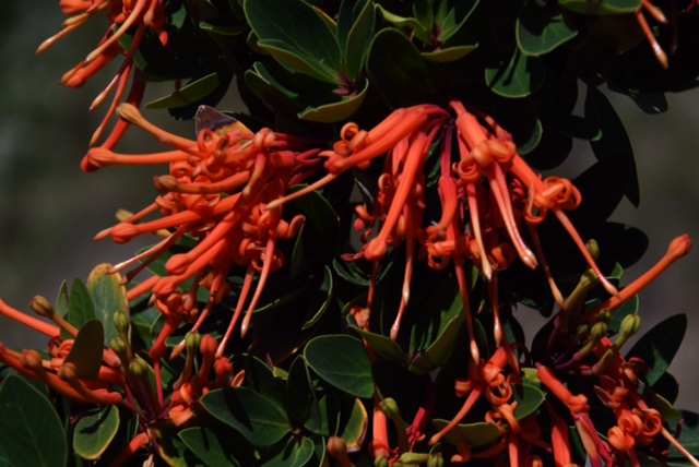 Embothrium coccineum