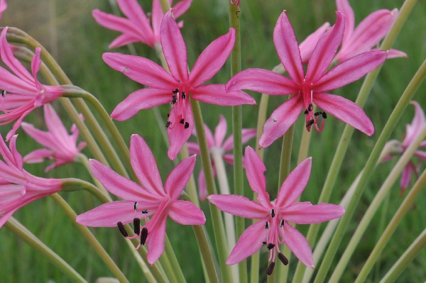 Brunsvigia undulata