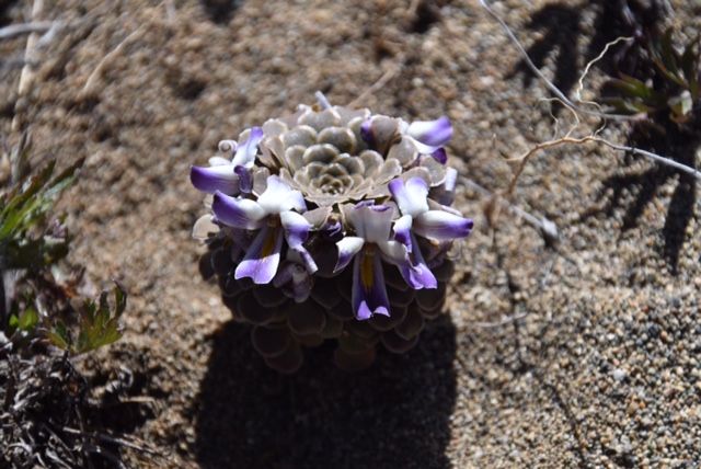 Viola columnaris?