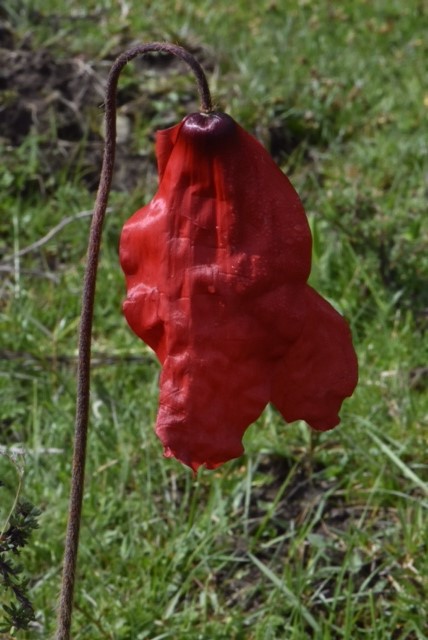 Meconopsis punicea